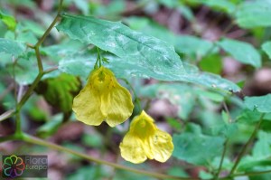 Impatiens noli-tangere (2).jpg